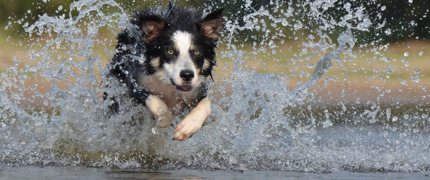 pexels-pixabay-37860