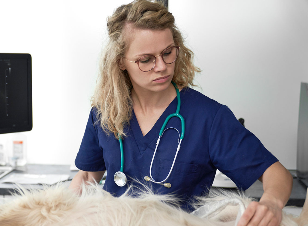 Vetsquared Innovet Burnout And Career Direction